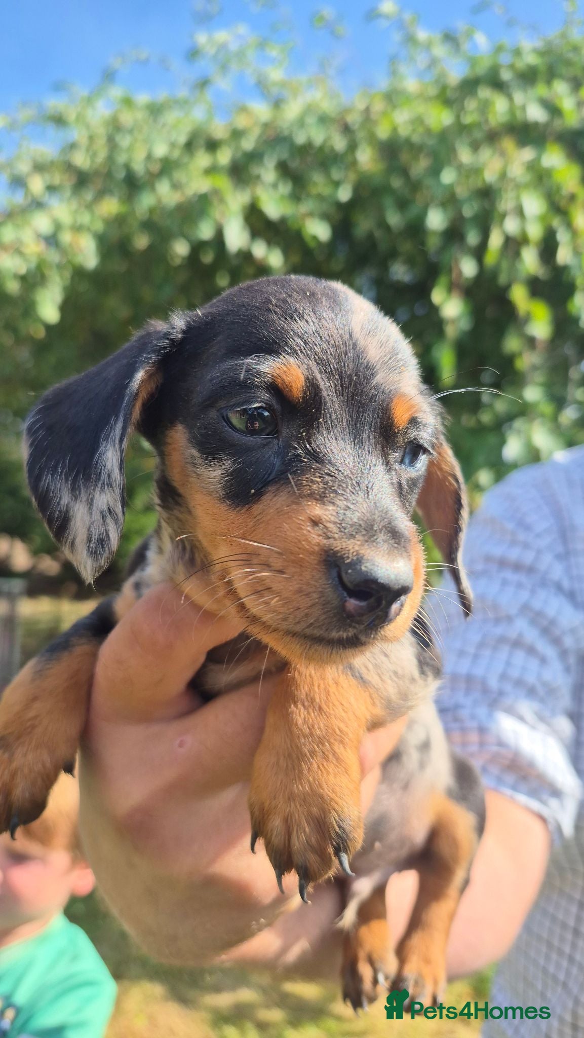 Miniature Dachshund dogs Miniature Dauchaunds - Advert 1