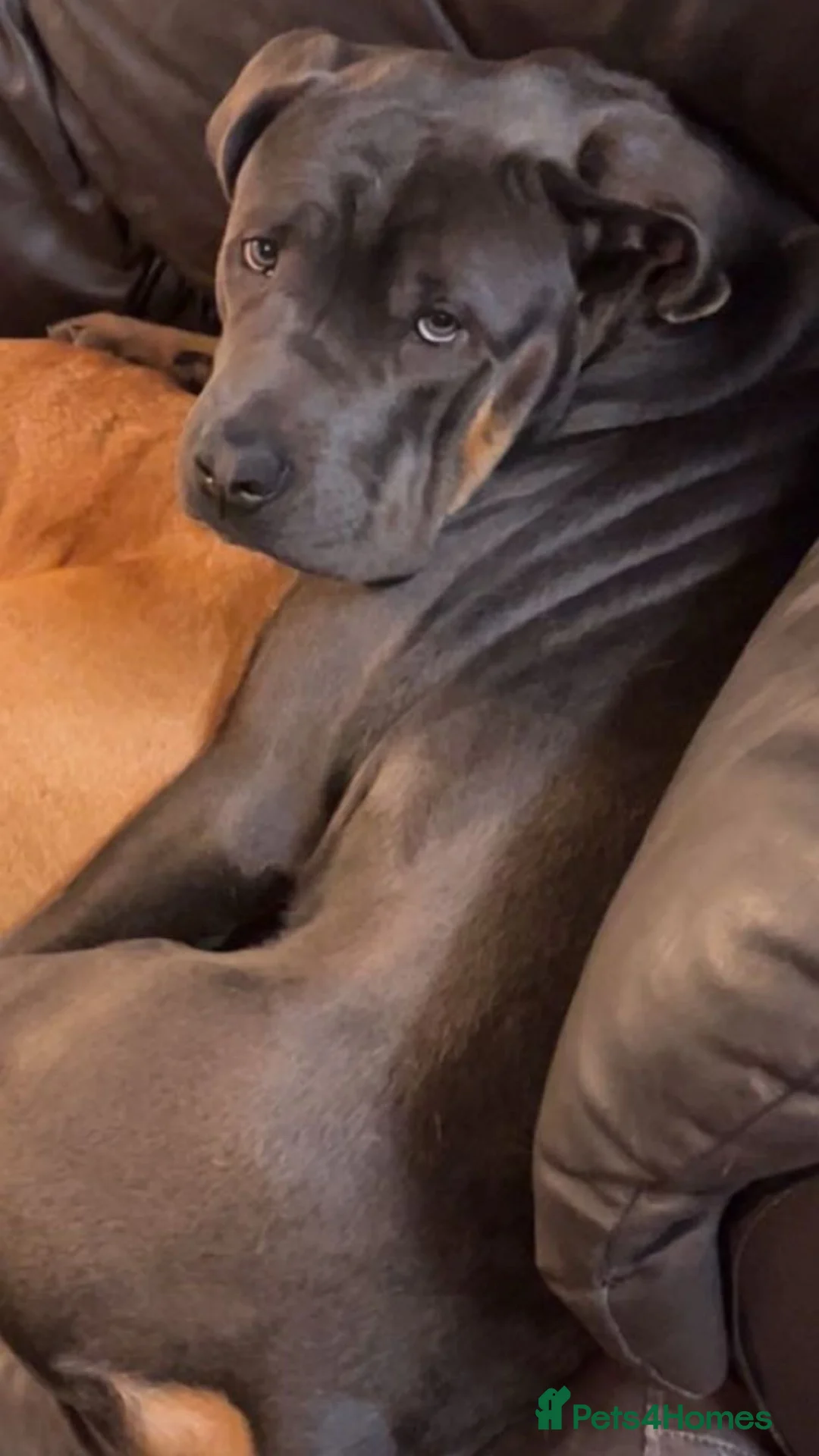Neapolitan Mastiff dogs for sale: Denzel - Advert 2