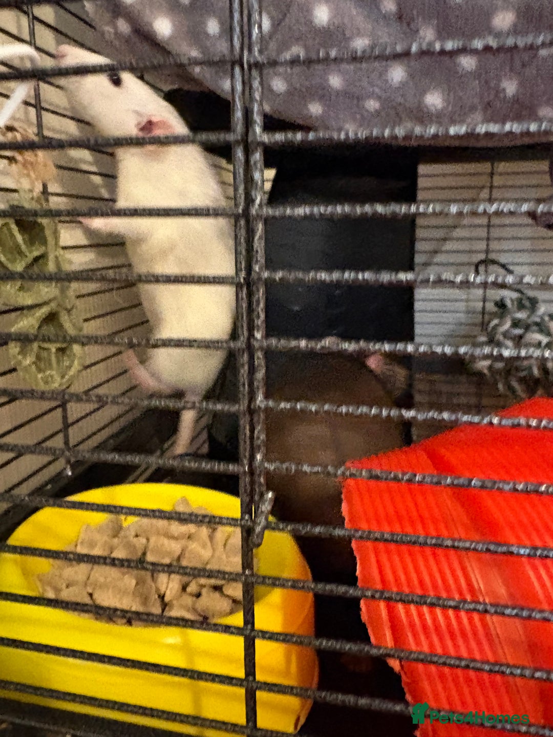 Rat rodents for sale: Female rats - Image 5