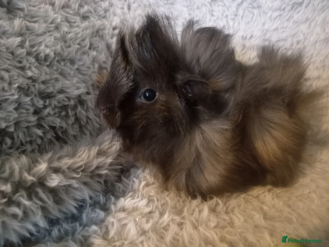 Guinea Pig rodents for sale: 2 bonded boys looking 4 there forever home    - Advert 1