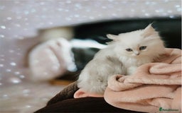 Persian cats for sale: Lucky Baby Boy💙 - Image 4