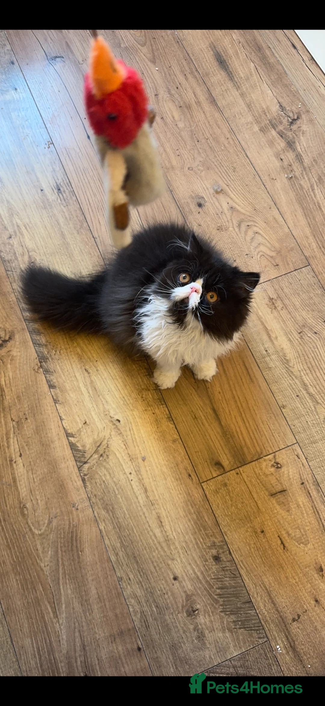 Persian cats for sale: PERSIAN KITTENS FOR SALE  - Advert 2