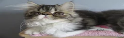 Persian cats for sale: Lovely Persian Female Kitten - Advert 6