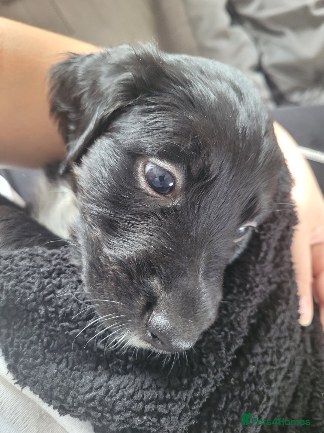 Mixed Breed dogs for sale: Border collie x irish/red setter puppies - Image 3