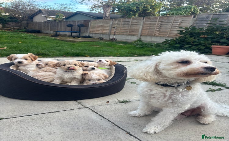 Mixed Breed dogs - Advert 1