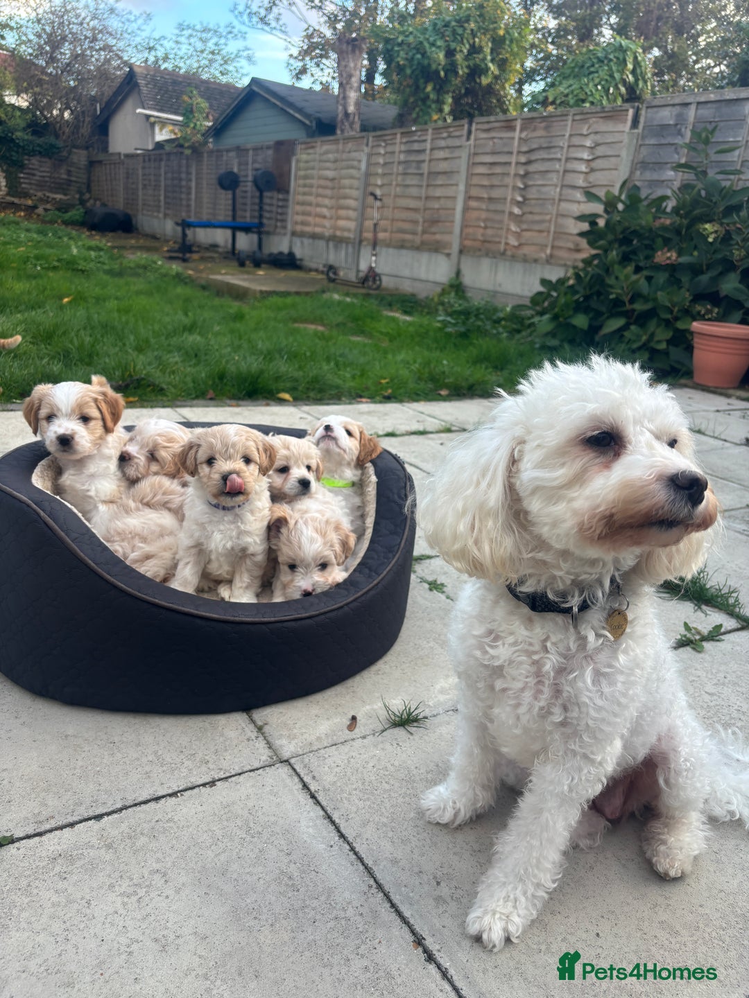 Mixed Breed dogs for sale: Peke-a-Chon puppies 🐶  - Advert 16