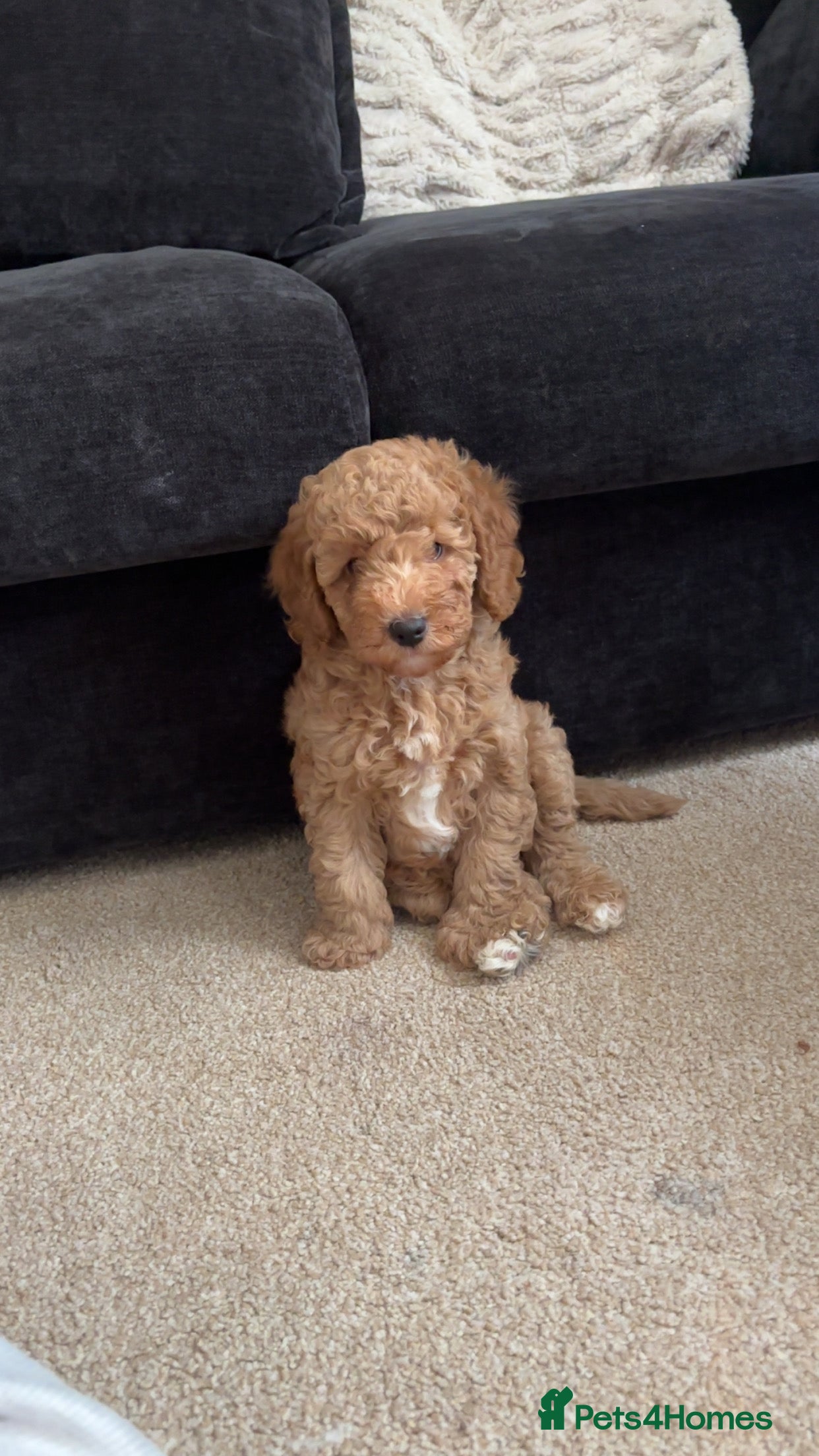 Cockapoo dogs Stunning teddy bear 🧸  - Advert 1
