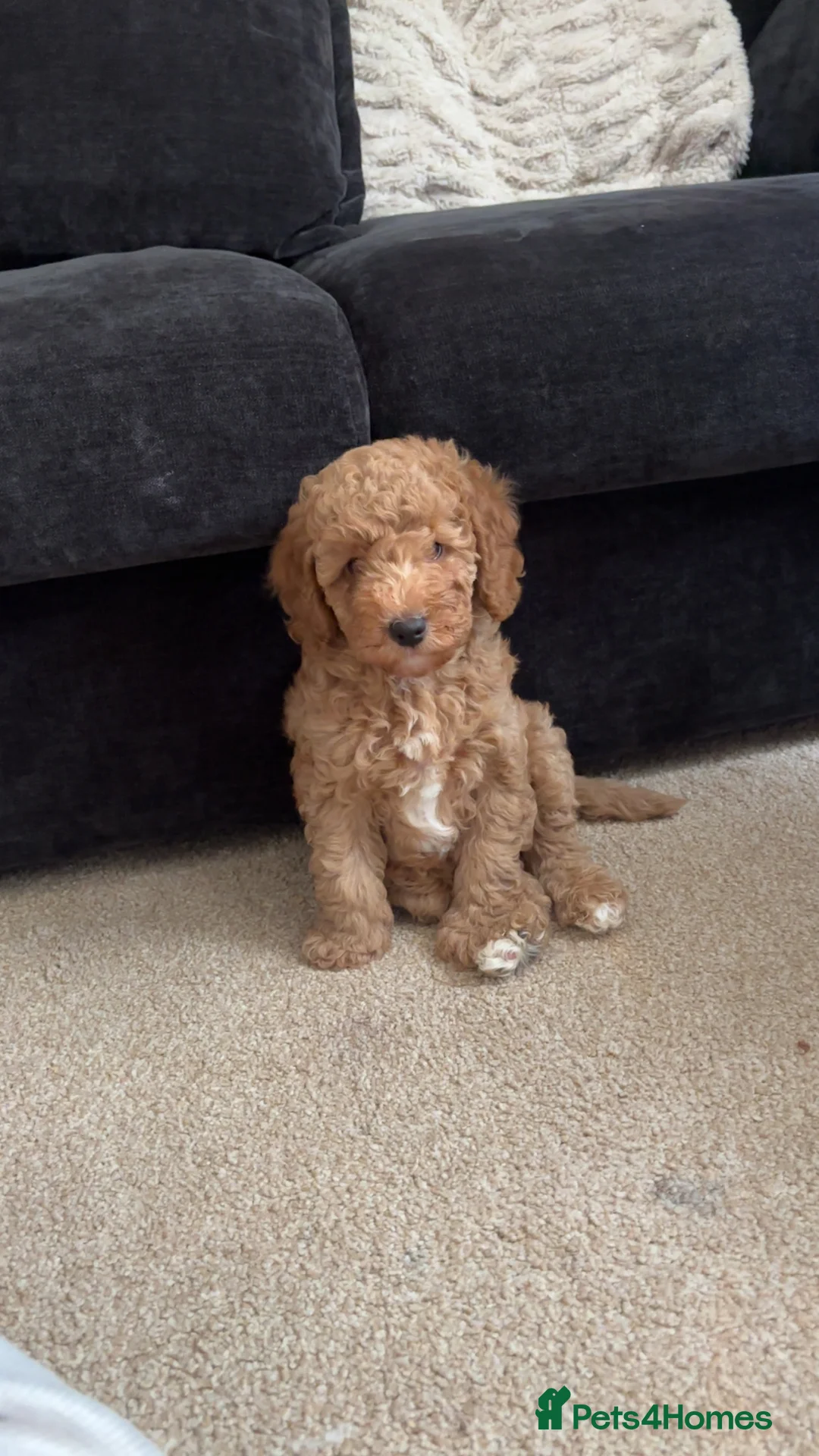 Cockapoo dogs for sale: Stunning teddy bear 🧸  - Advert 1