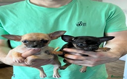 Chihuahua dogs for sale: Tiny pedigree Boy . Fully vaccinated & microchippe - Image 6