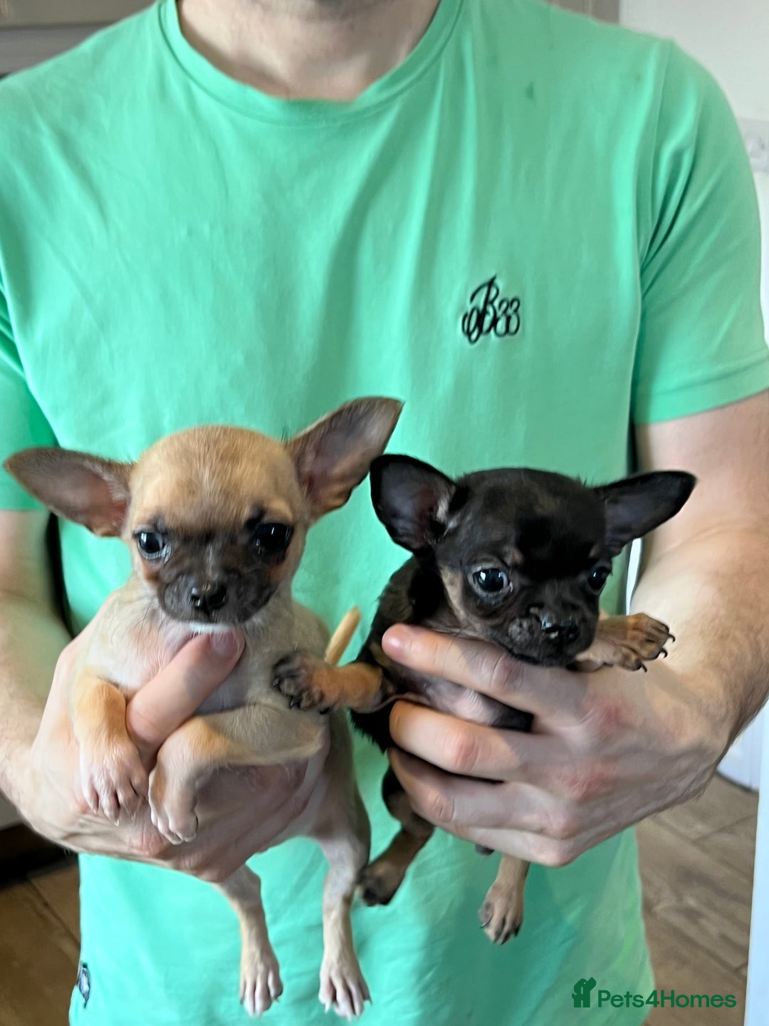 Chihuahua dogs for sale: Tiny pedigree Boy . Fully vaccinated & microchippe - Image 6
