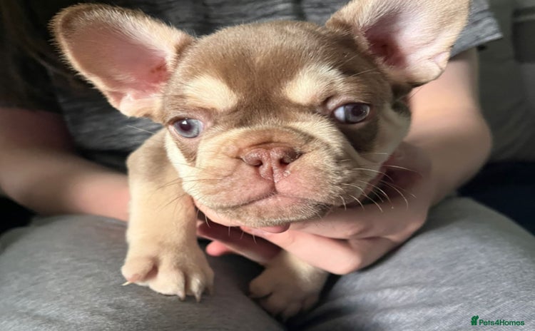 French Bulldog dogs - Advert 1