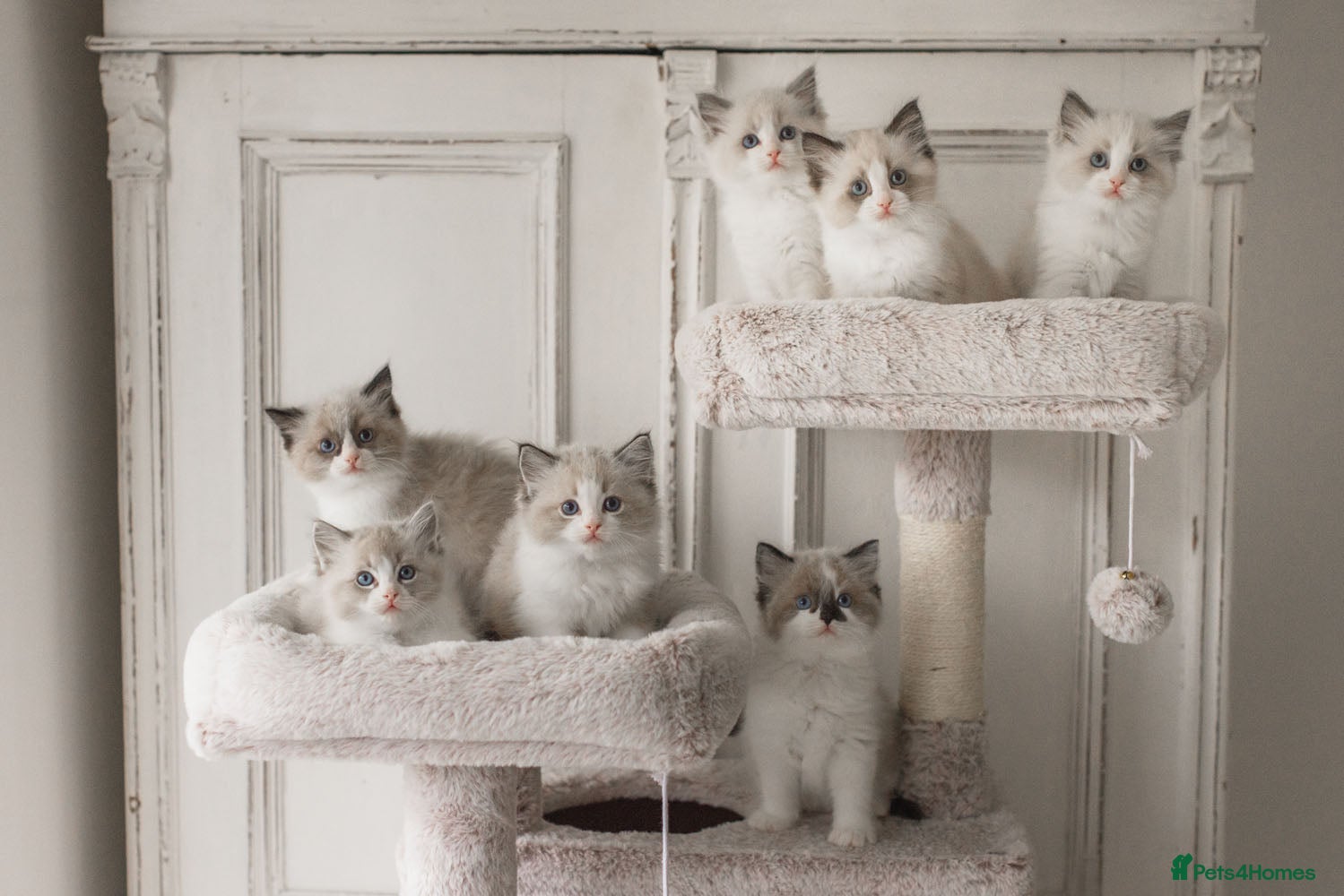 Ragdoll cats Blue & Seal Bicolour Ragdoll females available  - Advert 6