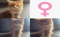 Maine Coon cats for sale: Ginger tiger striped fluffy maincoon mix.  - Image 2