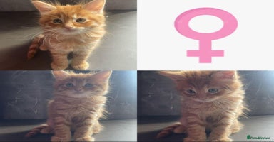 Maine Coon cats - Advert 6