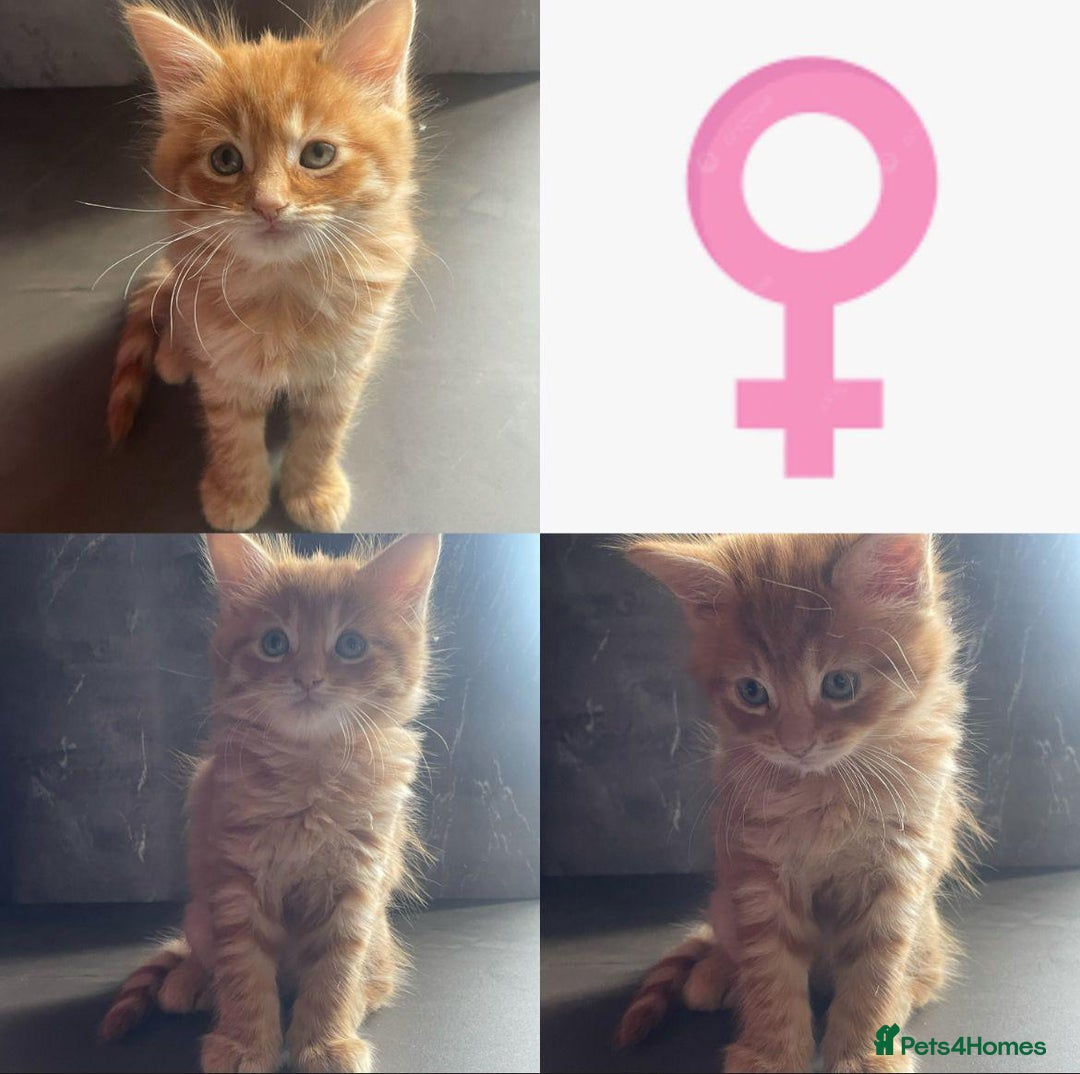 Maine Coon cats for sale: Ginger tiger striped fluffy maincoon mix.  - Image 2