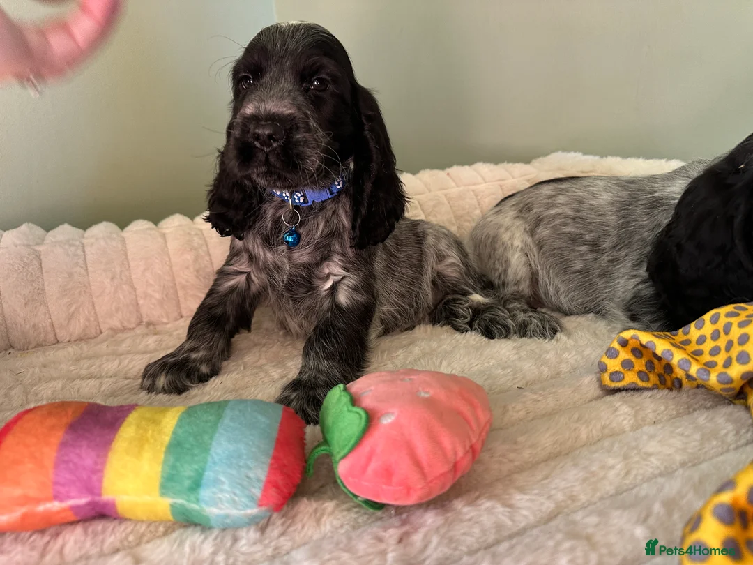 Cocker Spaniel dogs for sale: KC Registered Show Type Cocker Spaniels - Advert 5