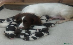 English Springer Spaniel dogs for sale: Springer spaniel  - Image 5