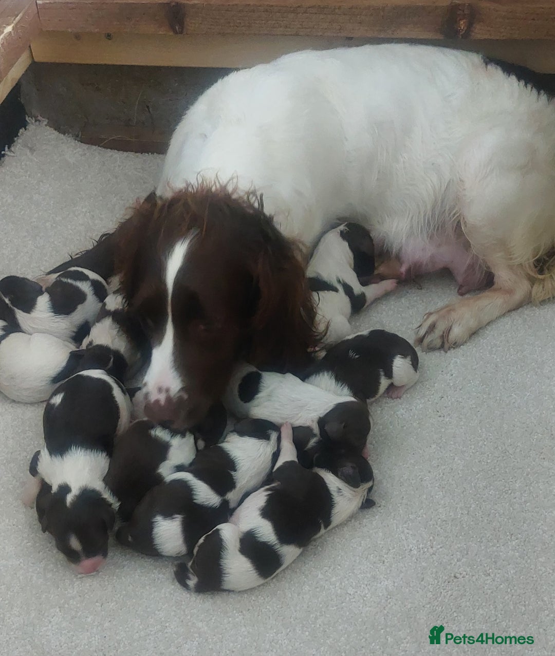 English Springer Spaniel dogs for sale: Springer spaniel  - Image 5