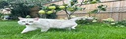 British Shorthair cats for stud: BSH stud - Advert 8