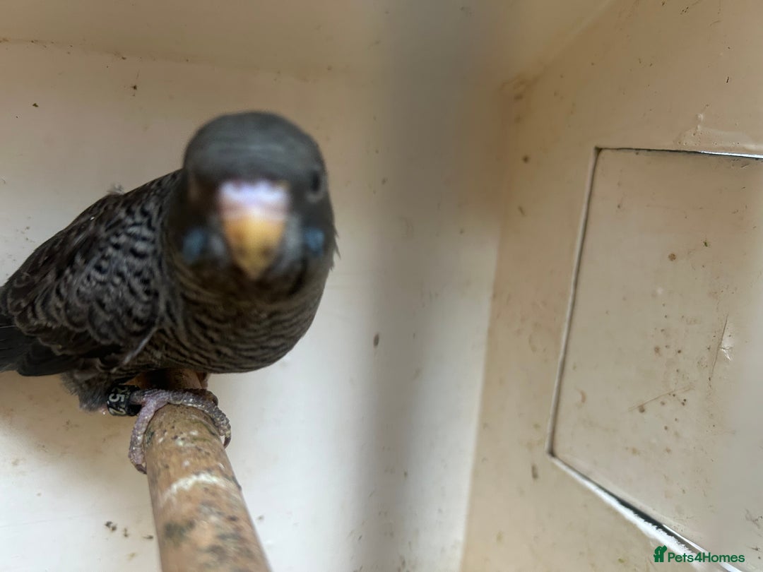 Budgerigars birds for sale: Budgies for sale, black wings, all in good health  - Image 23