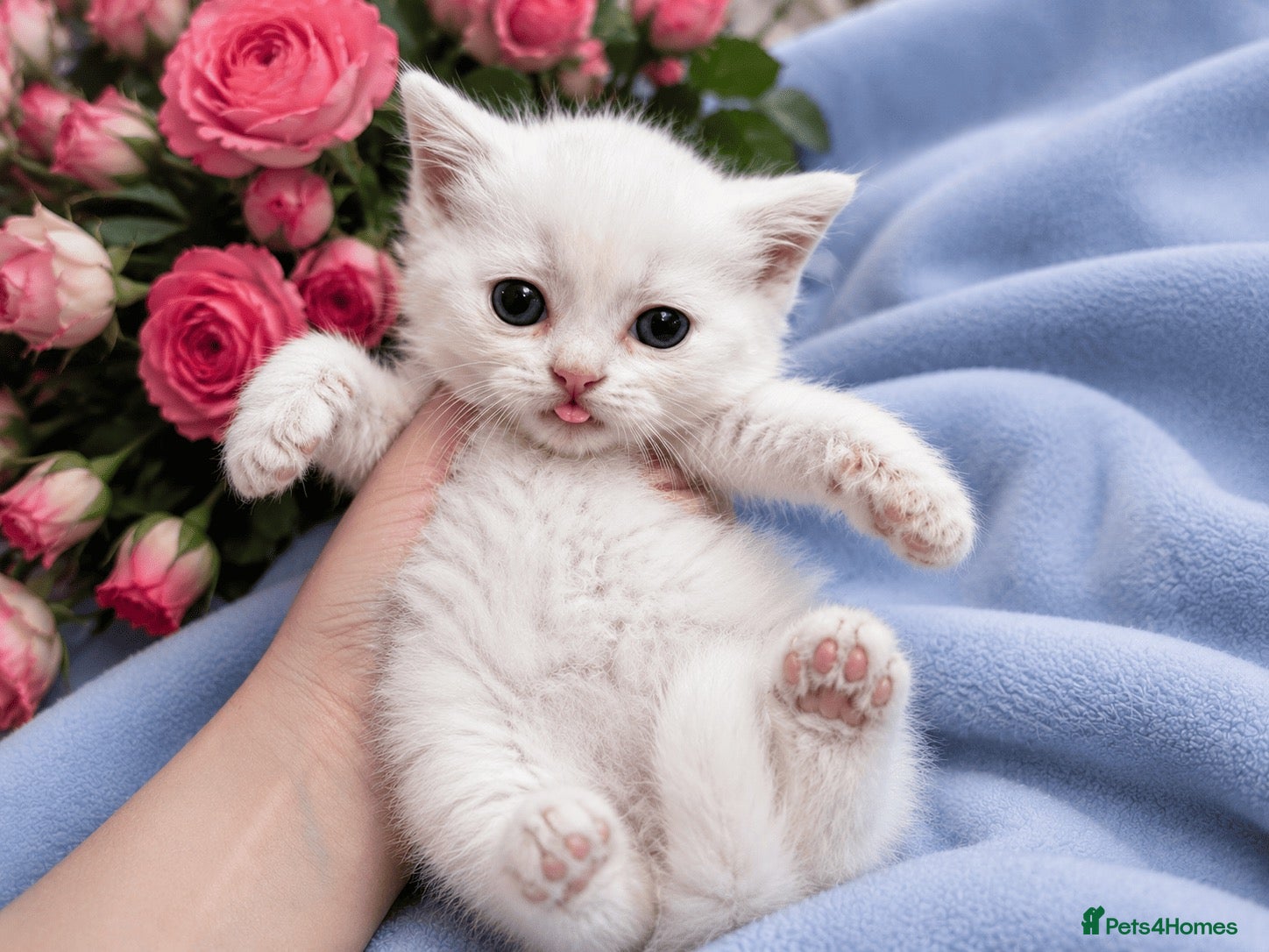 British Shorthair cats 💙🤍🤎 BSH Kittens – Chocolate, Blue & White  - Advert 2
