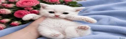 British Shorthair cats for sale: 💙🤍🤎 BSH Kittens – Chocolate, Blue & White  - Advert 2