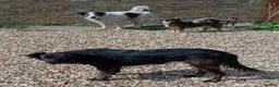 Mixed Breed dogs for adoption: Lilly & Fleabag (Lulu) — Better Homed Together in Lincoln - Advert 8
