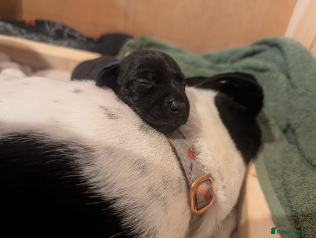 Mixed Breed dogs for sale: Doxie-Dales  - Image 19