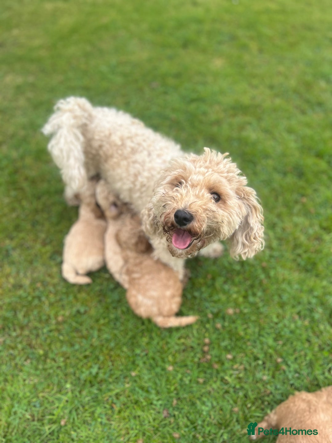 Poochon dogs for sale: Beautiful Poochon puppies - Image 6