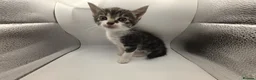 Mixed Breed cats for sale: 5 Beautiful kittens - Advert 8