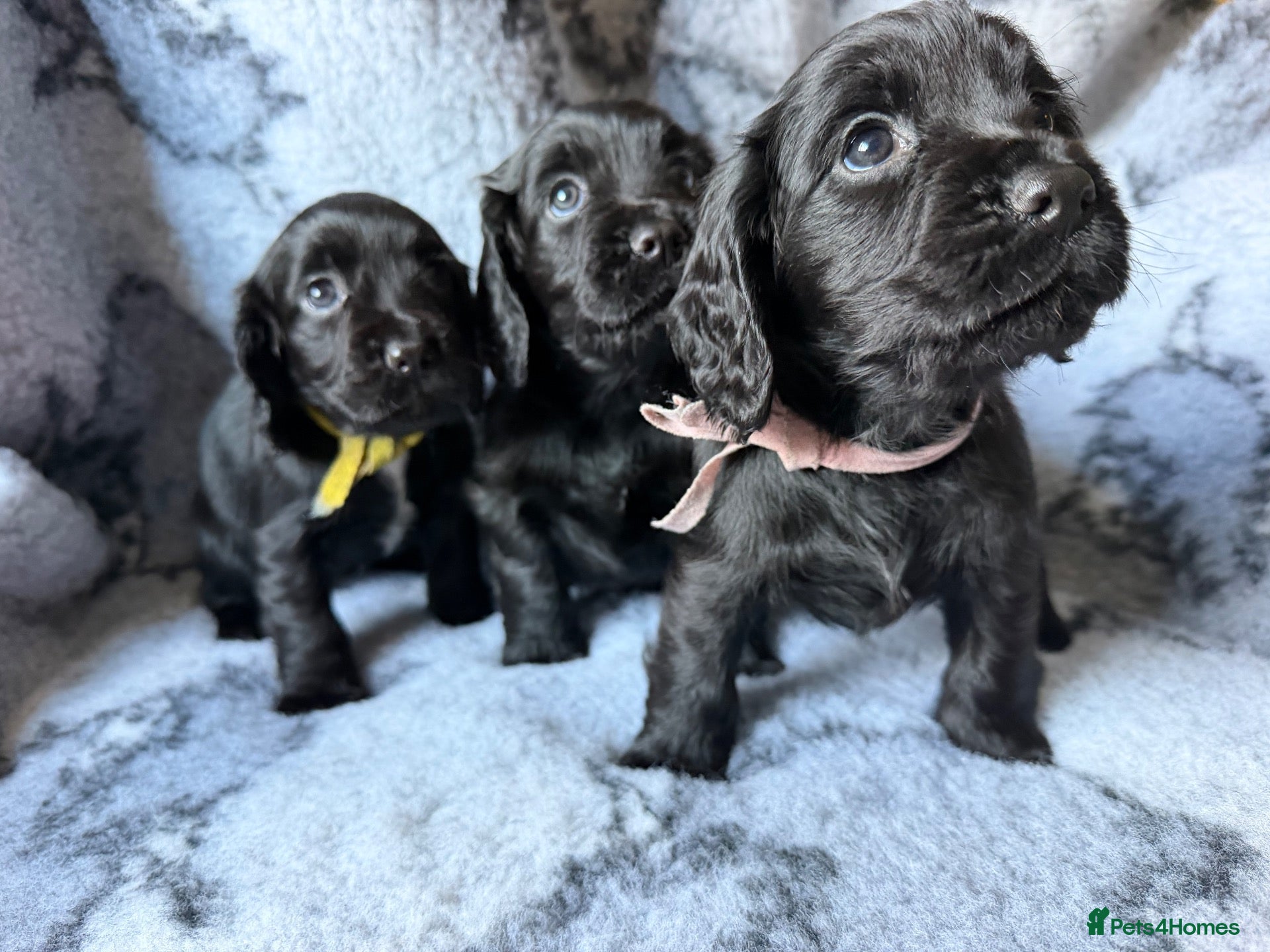 Cocker Spaniel dogs Working Cocker Spaniel  - Advert 9