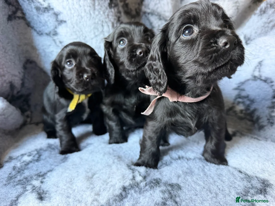 Cocker Spaniel dogs for sale: Working Cocker Spaniel  - Advert 1