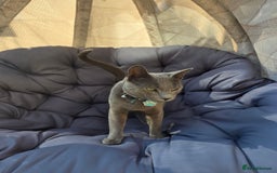 Russian Blue cats for sale: Amazing Russian Blue kitten looking for new home - Image 2