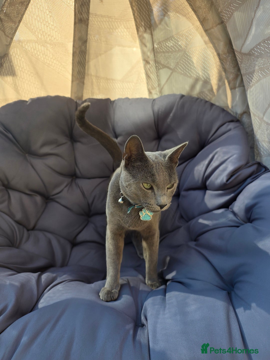 Russian Blue cats for sale: Amazing Russian Blue kitten looking for new home - Image 2
