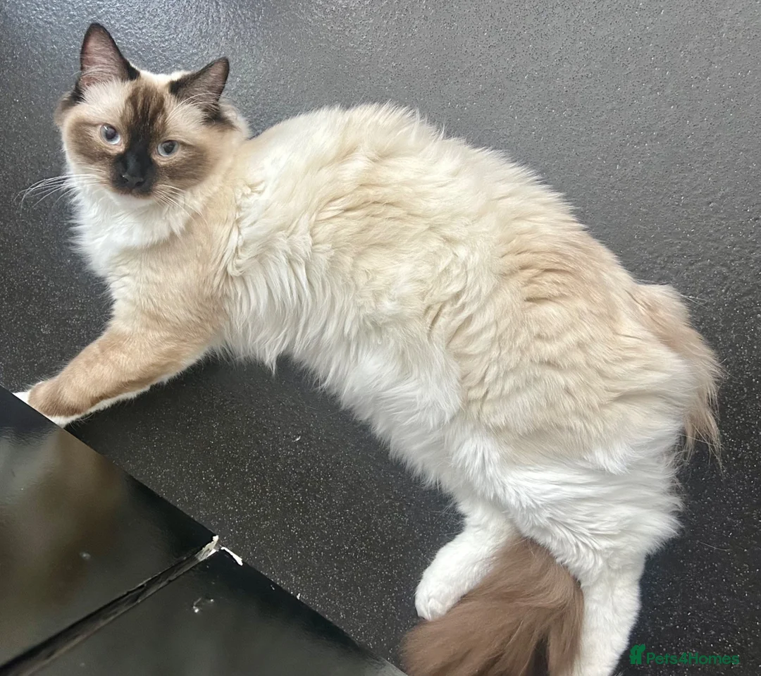 Ragdoll cats for sale: 8 month old Ragdoll boy  - Advert 3