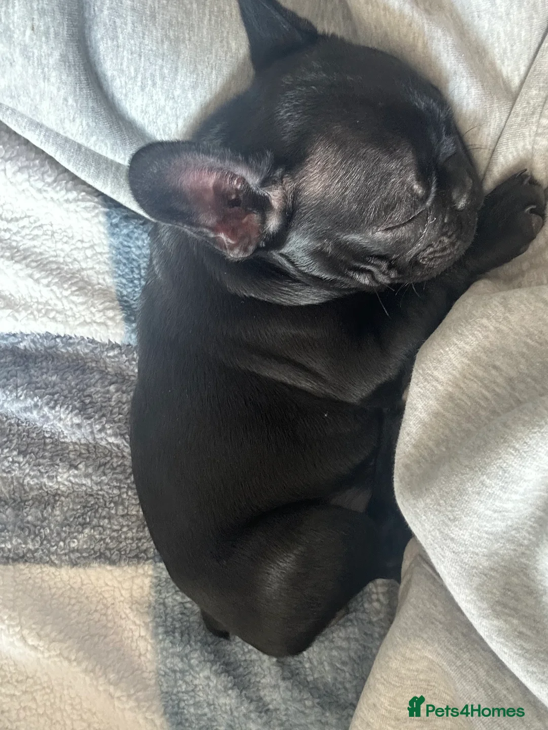 French Bulldog dogs for sale: French bull dog in Leicester - Advert 4