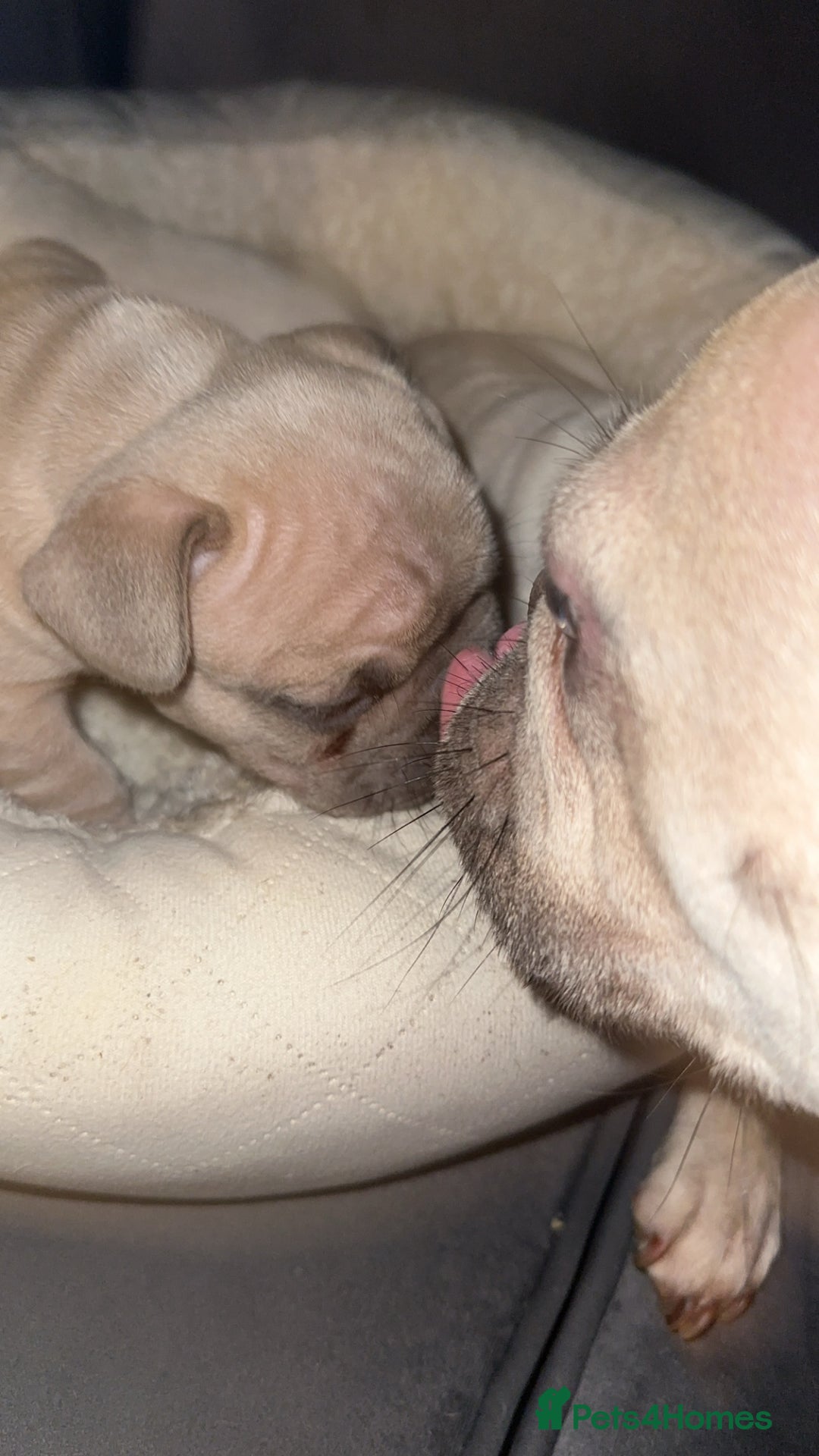 French Bulldog dogs for sale: Platinum  **  French bulldog female  - Image 2