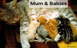 Mixed Breed cats for sale: Beautiful kittens for sale  - Image 4