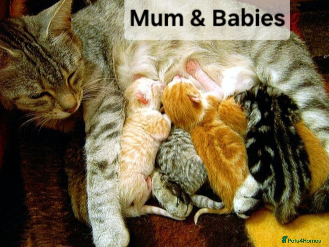 Mixed Breed cats for sale: Beautiful kittens for sale  - Image 4
