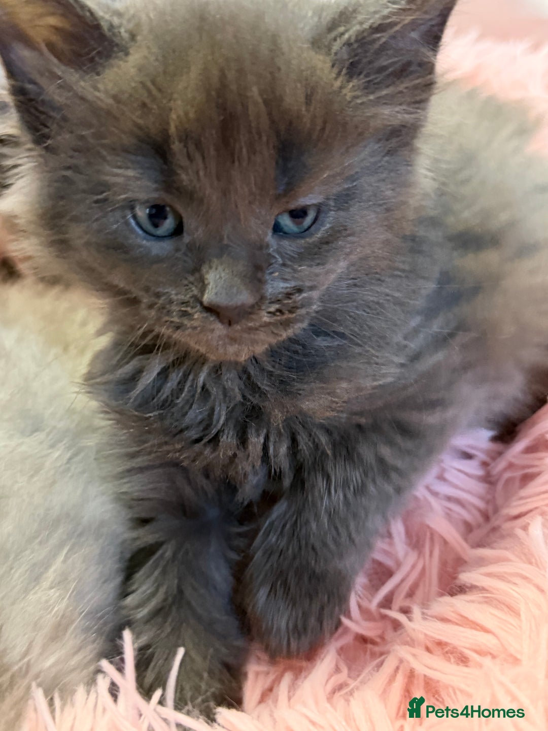 Maine Coon cats for sale: TICA REGISTERED MAINE COON KITTENS - Advert 20