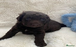 Cockapoo dogs for sale: Adorable cockapoo puppy’s  - Image 7