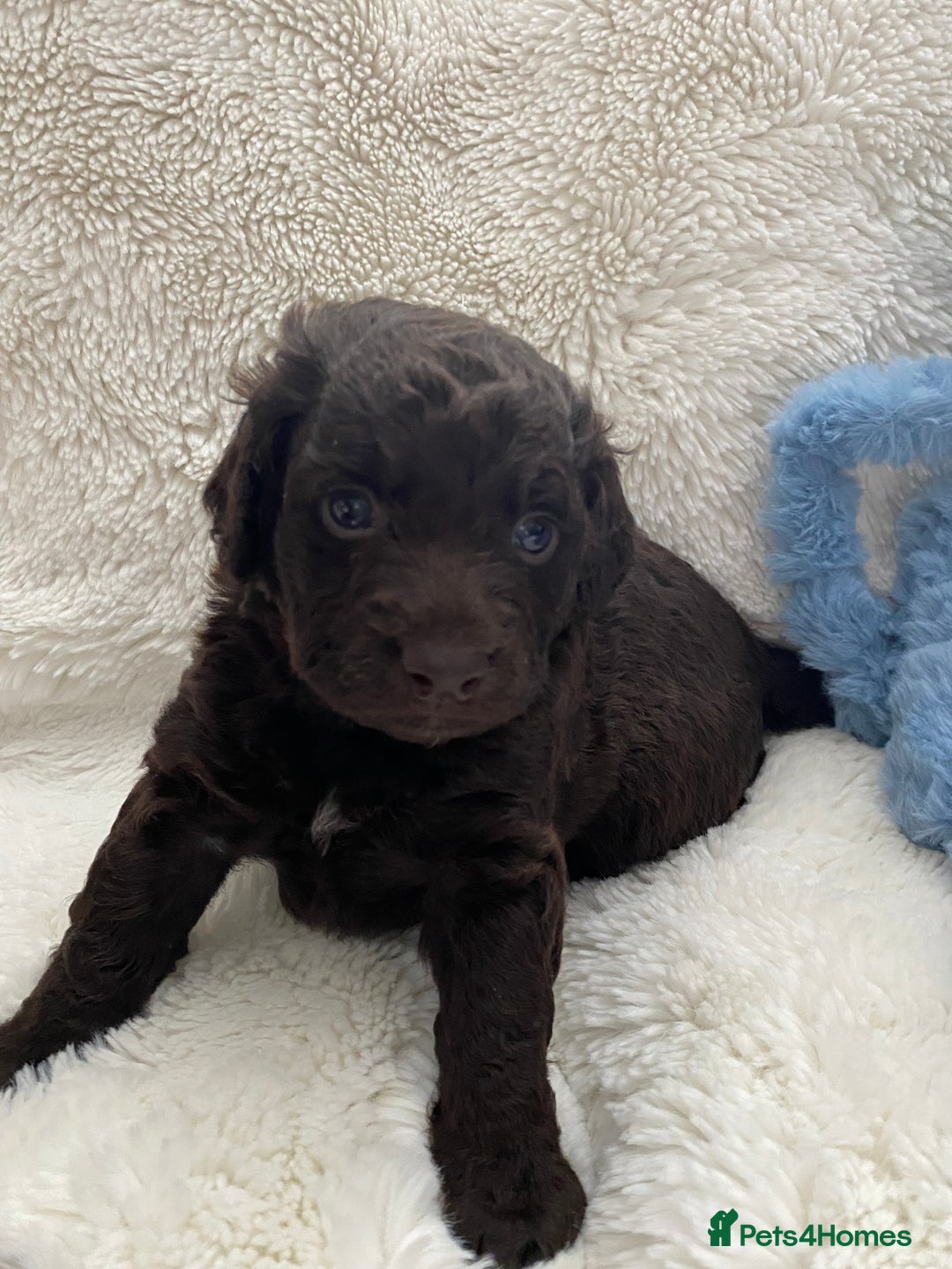 Cockapoo dogs for sale: Adorable cockapoo puppy’s  - Image 7