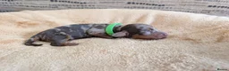 Miniature Dachshund dogs for sale: KC Registered Miniature Dachshunds - Advert 7