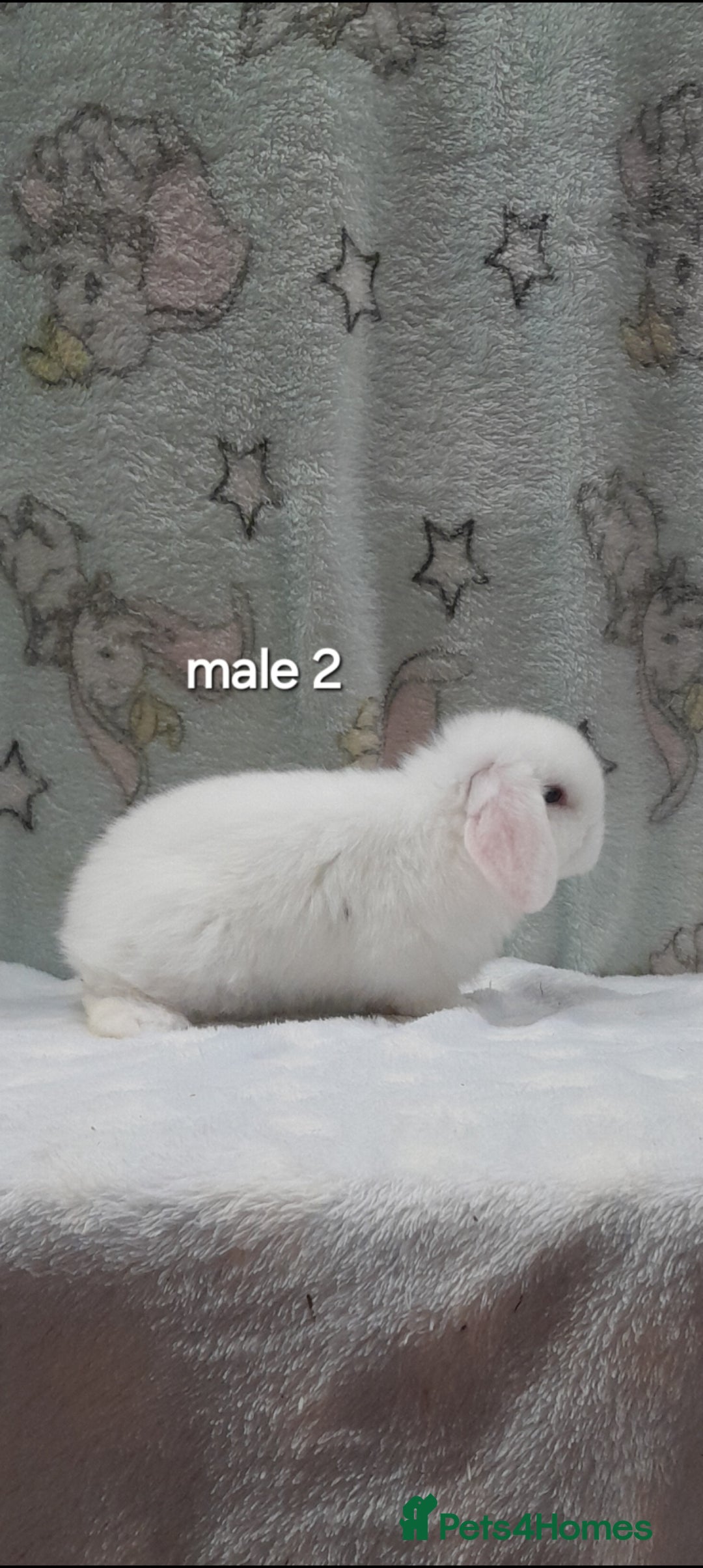 Mini Lop rabbits for sale: Purebred mini lops ready now  - Advert 10