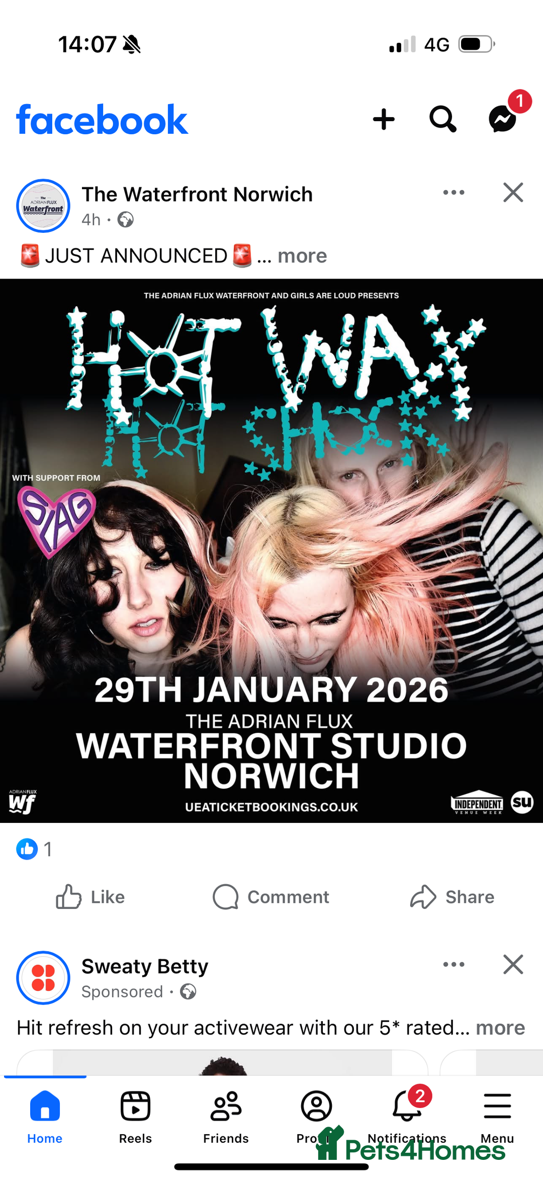 Maine Coon cats for sale: Maine Coon Kittens - Image 16