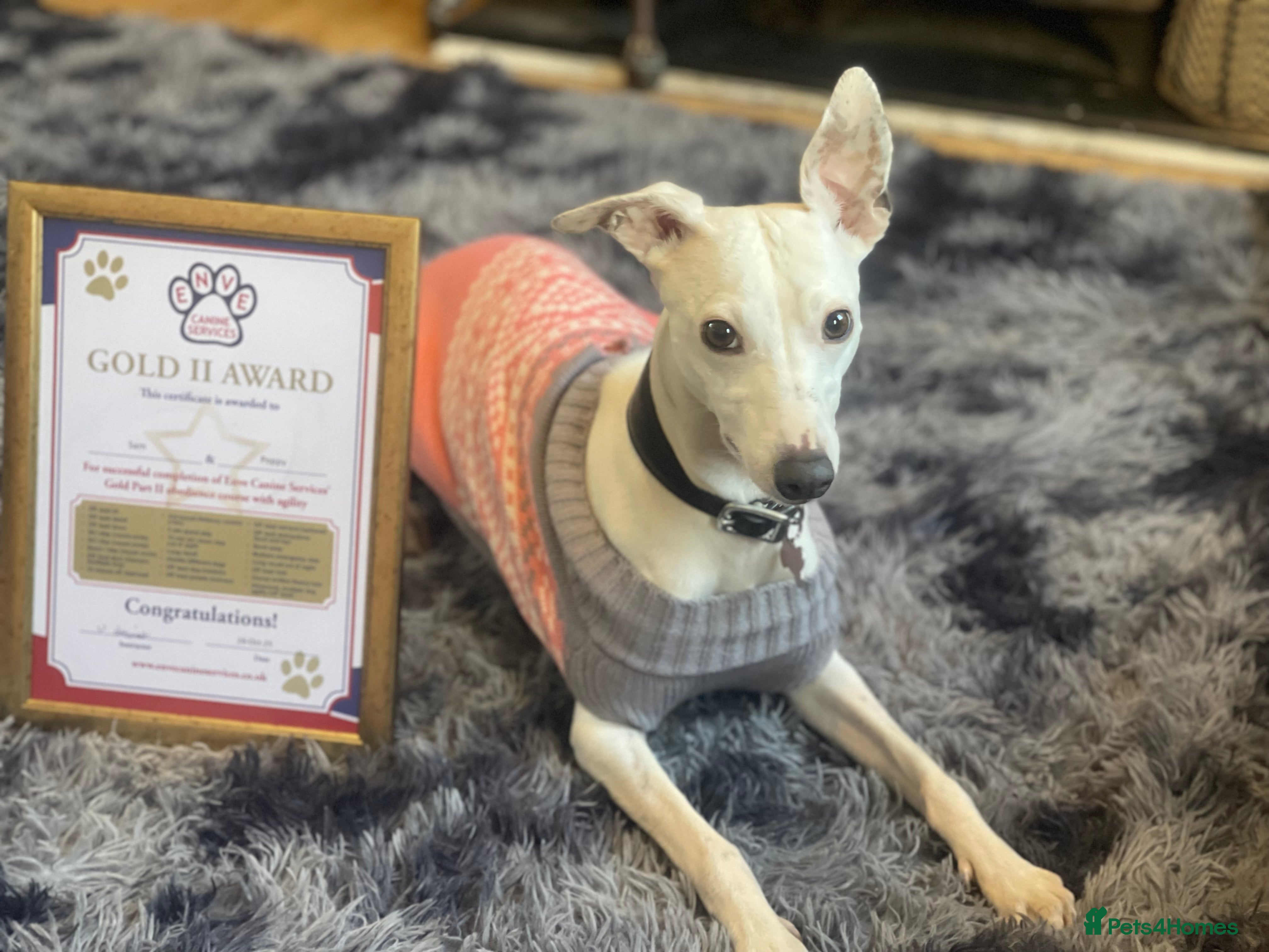 Whippet dogs Whippet puppies for sale - Advert 1