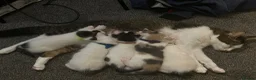 Domestic Shorthair cats for sale: Playful beautiful kittens  - Advert 7