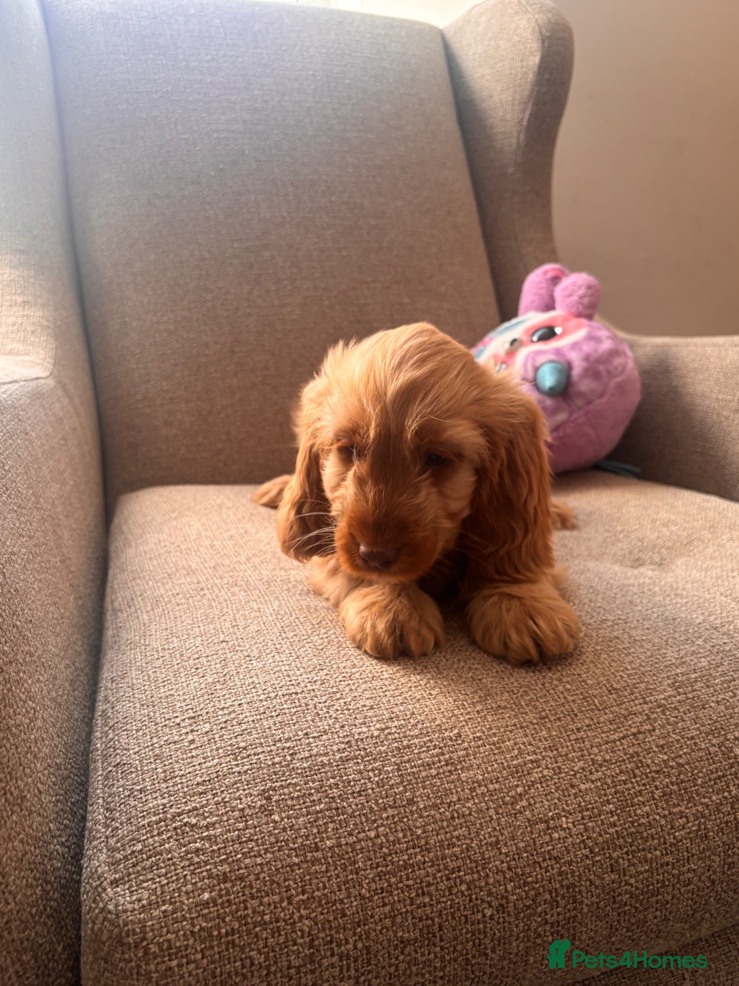 Cockapoo dogs Beautiful F1 Cockapoos Boys available  - Advert 2