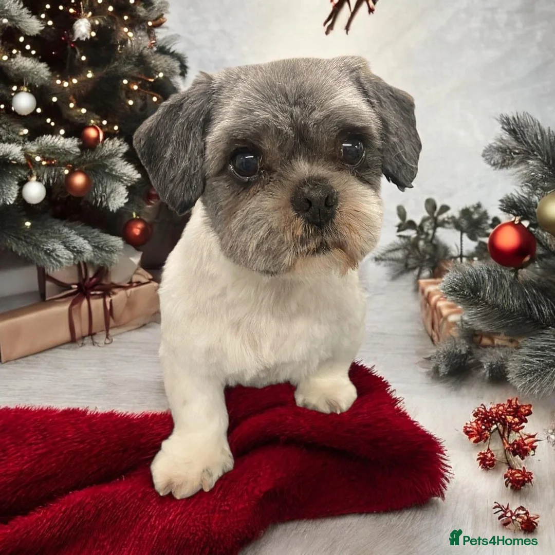Shih Tzu dogs for sale: Male and female Shih Tzu  in Manchester - Advert 2