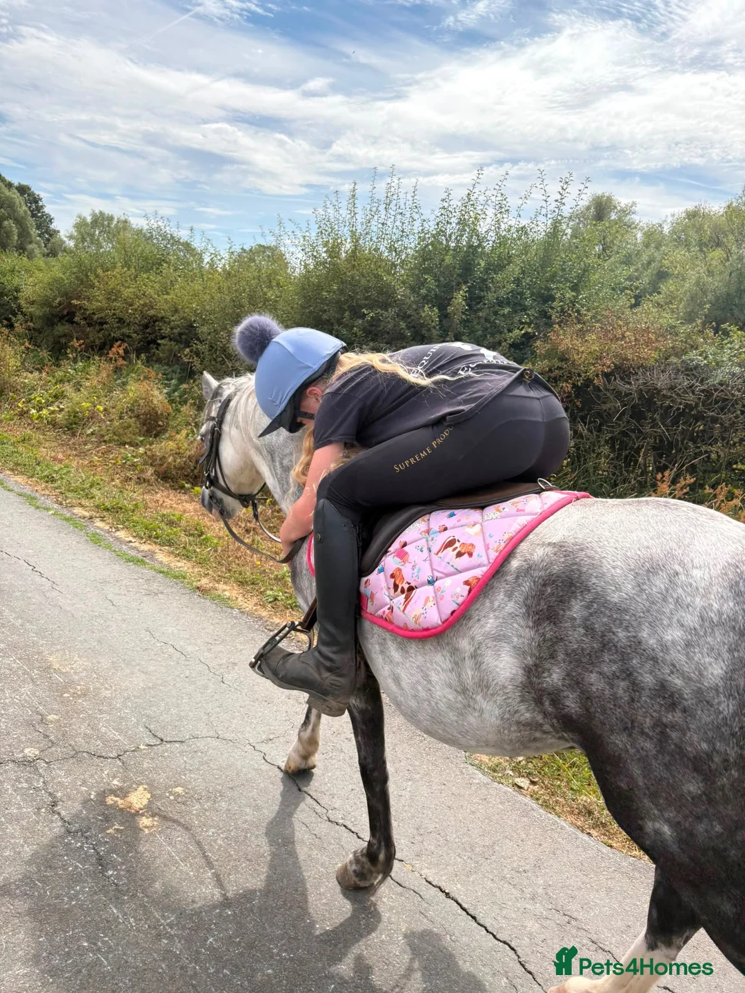 Welsh Section A horses for sale: Lovely little chirry  - Advert 2